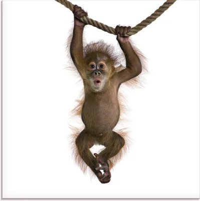 Produktbild von ARTland Glasbild Baby Orang Utan hängt an Seil II Größe: 20x20 cm