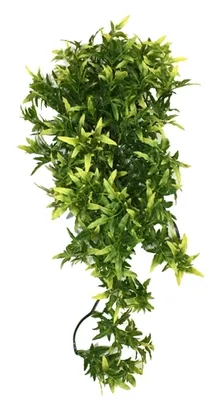 Zdjęcie produktu dla Roślina Komodo Croton