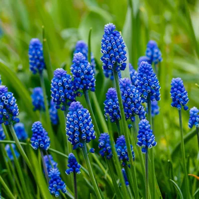 Produktbild von Großpackung Traubenhyazinthen Muscari Armeniacum (100 Stück) Gr.7/8
