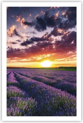 Produktbild von Poster - Poster ohne Rahmen - Lavendel Berge Feld - 61x91,5 cm - Wand Bild - Wanddeko - Wandbilder - Kunstposter - Wandposter - Bilder - Kunstdruck - Wanddekoration - Wandbild - P2XPA61x91-3816