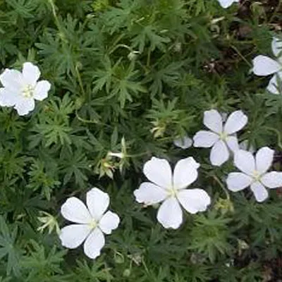 Produktbild von 6 x Schnee Storchschnabel - Geranium sanguineum 'Album' | Topf 9cm x 9cm