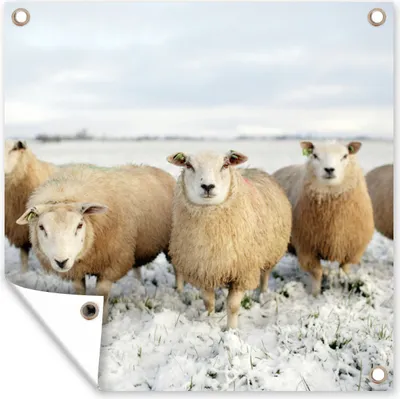 Produktbild von MuchoWow® 50x50 cm Outdoor-Poster Gartendeko Sichtschutz Garten Poster für den Garten  Gruppe von neugierigen Schafen