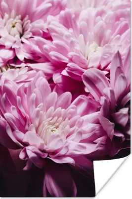 Produktbild von MuchoWow® Poster Blumen - Rosa - Natur 120x180 cm - Kunstposter