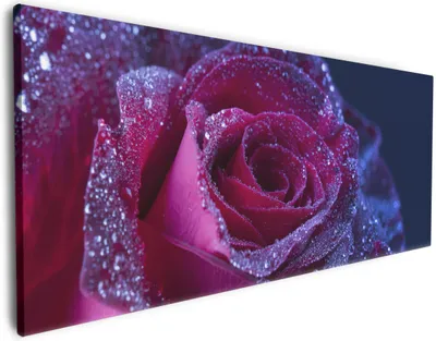 Produktbild von Wallario Premium Leinwandbild Rote Rosenblüte im Regen in Größe 60 x 150 cm