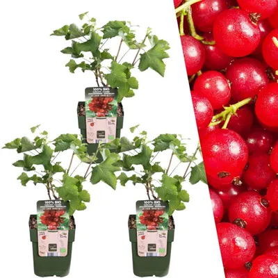 Produktbild von Plants by Frank | 3 Stachelbeerpflanzen 100% Biologisch | Ribes Rubrum | Stachelbeerstrauch | Obstgarten | Gemüsegarten | Gartenpflanzen