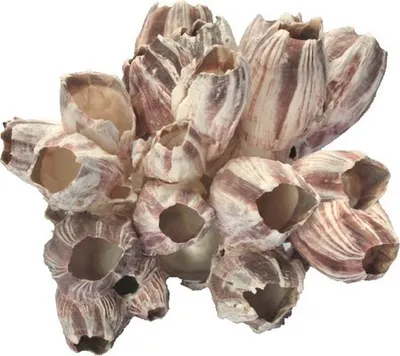 Produktbild von Orbat Muschel Barnacle