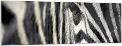Produktbild von Bilder auf glas - Zebra Streifen Tierwelt Safari - 160x50cm - Glasbilder - Wandbilder - Kunstdruck - zum Aufhängen bereit - Wanddekoration aus Glas - Glas Bilder - Wandbild auf Glas - GAB160x50-2195