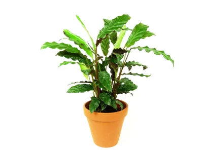 Obrázok produktu pre Gardners Calathea rufibarba, priemer 12 cm