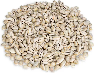 Produktbild von NaDeco Monetaria annulus 0,5 kg, 2 cm, ca. 600-700 Kaurischnecken, Für Schmuck und Deko, Naturprodukt für Schale, Glas und maritime Dekoration