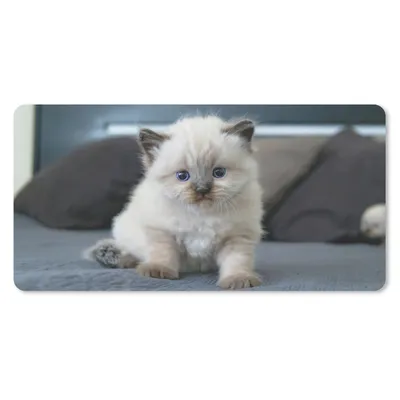 Produktbild von MuchoWow® Mauspad Mousepad Kätzchen - Katze - Tier 60x30 cm - Mousepads - Maus Mat - Pad - Mausunterlage - Nachhaltig