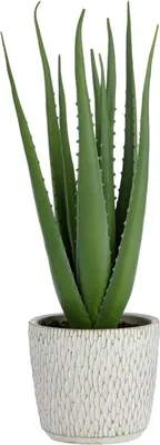 Obrázok produktu pre Argos Home Umelá aloe vera v keramickom črepníku 41 cm, dekorácia do domácnosti, ktorá sa ľahko udržiava