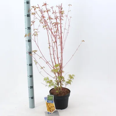 Produktbild von Acer pal. 'Sangokaku' - Fächerahorn | 60/+ cm im Topf