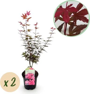 Image de Érable japonais Acer palmatum « Skeeter’s Broom » 2 plants, 70cm de haut, Ø19cm