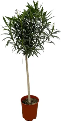 Produktbild von Oleander Nerium na stonke s červeným kvetom - 190 cm - Ø31 cm
