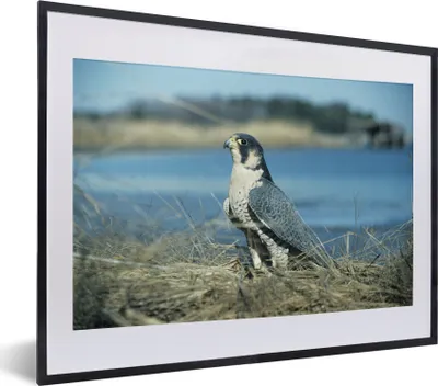 Produktbild von MuchoWow® MuchoWow® Gerahmtes Poster Wanderfalke - Wasser - Raubvogel 40x30 cm - Poster mit zchwarzem Bilderrahmen - Bilderrahmen - Poster im Rahmen