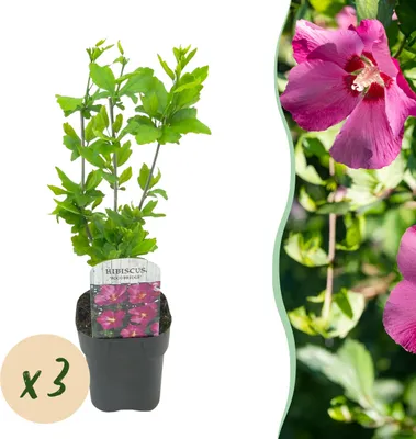 Image de Hibiscus syriacus Woodbridge - Hibiscus de jardin - Rustique - Rose - 3 Plantes - 35-45cm - Ø17cm - Plante de jardin