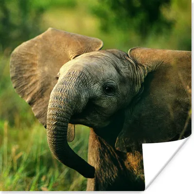 Produktbild von MuchoWow® Poster Afrikanischer Elefant mit Schlappohren 100x100 cm - Babyzimmer
