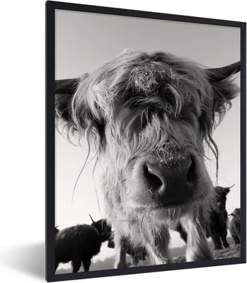 Produktbild von MuchoWow® Gerahmtes Poster Schottischer Highlander - Schwarz - Weiß - Tiere 60x80 cm - Poster mit Schwarzem Bilderrahmen Wandposter Rahmen Foto Bilder - Premium - Wanddeko Wohnzimmer