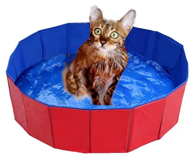 Produktbild von Faltbarer Hundepool, umweltfreundliches PVC, rutschfestes Planschbecken mit Ablassventil für Hunde und Katzen (50 * 8cm)