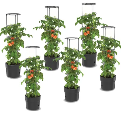 Immagine prodotto di Set di 6x piante di pomodoro in plastica 18 L, coltivatore di pomodori, vaso di pomodori, fioriera, verdure, rondella di pomodori