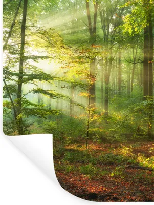 Produktbild von MuchoWow® Wandtattoo Wandsticker Wandaufkleber Sonne - Wald - Bäume - Natur - Herbst 90x120 cm Selbstklebend und Repositionierbar - Faltenfrei