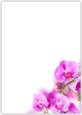 Produktbild von Motiv Briefpapier (Blumen-5029, DIN A4, 25 Blatt). Einseitig bedrucktes Briefpapier,  beschreibbar, Motivpapier für alle Drucker/Kopierer geeignet Motiv Blumen wunderschöne Orchideen pink rosa