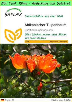 Produktbild von SAFLAX Garden to go - Afrikanischer Tulpenbaum - Spathodea campanulata - 30 Samen - Mit Topf, Klima - Deckel und Anzuchtsubstrat