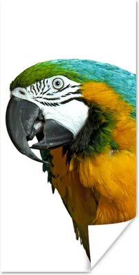Produktbild von MuchoWow® Poster Papagei - Vogel - Federn - Porträt 20x40 cm - Plakat - Foto