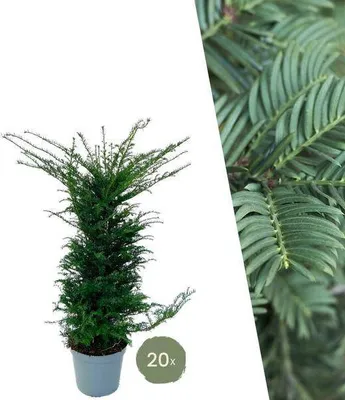 Obrázek produktu pro Tis Baccata – živý plot z tisu – 20 rostlin na 10 metrů – stálezelené rostliny do živého plotu, výška 100–125 cm – tis obecný – hustý růst a snáší stříhání