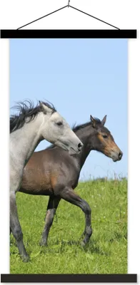 Produktbild von MuchoWow® Textilposter Pferde - Tiere - Gras 90x180 cm mit schwarzem Rahmen - Dekoration Wohnzimmer