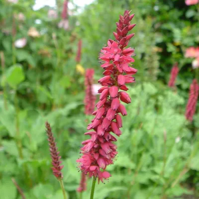 Image de 6 x renouée  - Persicaria amplexicaulis « Inverleith »  | Pot 9 cm x 9 cm