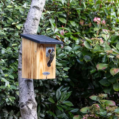 Produktbild von CJ Wildlife Nistkasten Beaumont - 32 mm Einflugöffnung -Holz - für Kohlmeise, Kleiber & Feldsperling - Integrierter Räuberschutz - Schwarz/Braun