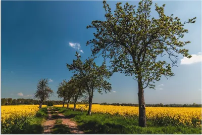 Produktbild von ARTland Wandbild Alu für Innen & Outdoor Rapsfeld II Größe: 60x40 cm