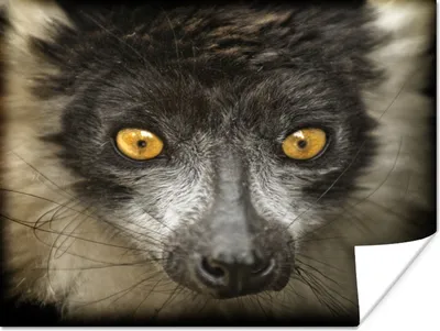 Produktbild von MuchoWow® Poster Affe - Ringschwanzlemur - Orange 160x120 cm - Foto Plakat