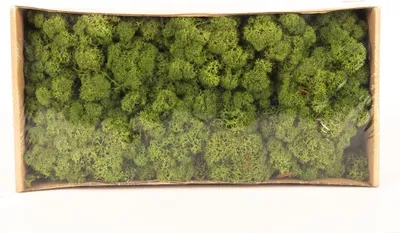 Produktbild von INNA-Glas Dekoratives Moos SVEINBJÖRN, wiesengrün, 500g - Echtes Isländisches Moos