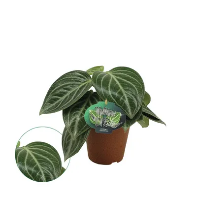 Obrázok produktu pre Gardners Peperomia Sarcophylla, priemer 15 cm