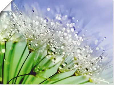 Produktbild von ARTland Poster Glitzernde Pusteblume Größe: 80x60 cm