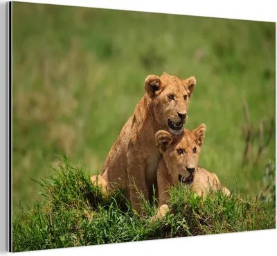 Produktbild von MuchoWow Wanddekoration Metall Metallbild Wandkunst 120x80 cm Löwen - Jagd - Natur MuchoWow Aluminium Gemälde - Alu Bild