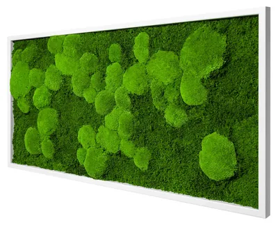 Produktbild von Moosbild Fifty Fifty Design (110x55, weiß)