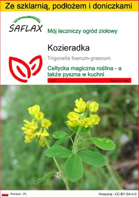 Zdjęcie produktu dla SAFLAX - Zestaw do uprawy - kozieradka - 100 Nasiona - Z mini szklarnią, podłożem uprawowym i 2 doniczkami - Trigonella foenum-graecum