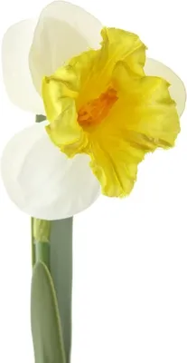 Produktbild von DPI Osterglocke - Narzisse Weiß & Gelb und zwei Blättern 43 cm - Kunstblumen