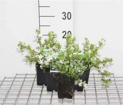 Productafbeelding van 6 x Campanula posch. 'E.h. Frost' - Bergminze (bergmunt) - pot van 9 x 9 cm