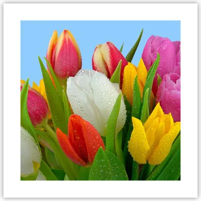 Produktbild von Poster - Poster ohne Rahmen - Tulpen Blumenstrauß Blumen Tau - 40x40 cm - Wand Bild - Wanddeko - Wandbilder - Kunstposter - Wandposter - Bilder - Kunstdruck - Wandbild - P2XAC40x40-2526