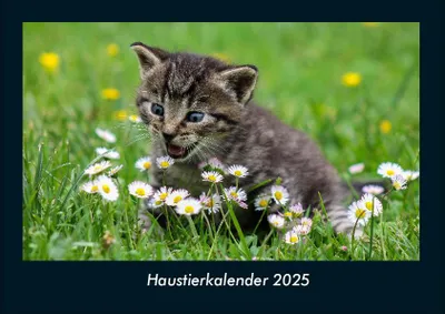 Produktbild von Haustierkalender 2025 Fotokalender DIN A4