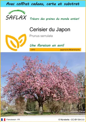 Image de SAFLAX Ensemble-cadeau - Cerisier du Japon - 30 graines - Prunus