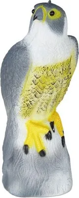 Immagine prodotto di L'uccello spaventa il falco si siede