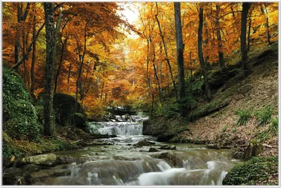 Produktbild von Wallario Wandbild Kleiner Bach über Steine im Herbstwald, Größe: 61 x 91,50 cm, Poster mit weißem Aluminiumrahmen