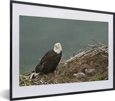 Produktbild von MuchoWow® MuchoWow® Gerahmtes Poster Ein Weißkopfseeadler mit einem Kükenpaar im Nest 40x30 cm - Poster mit zchwarzem Bilderrahmen - Bilderrahmen - Poster im Rahmen