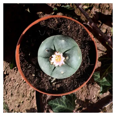 Produktbild von Lophophora williamsii, Peyote 4,5 cm