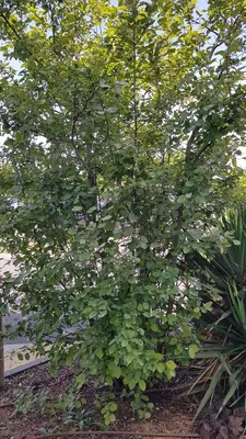 Image de Amelanchier lamarckii / Amélanchier de Lamarck